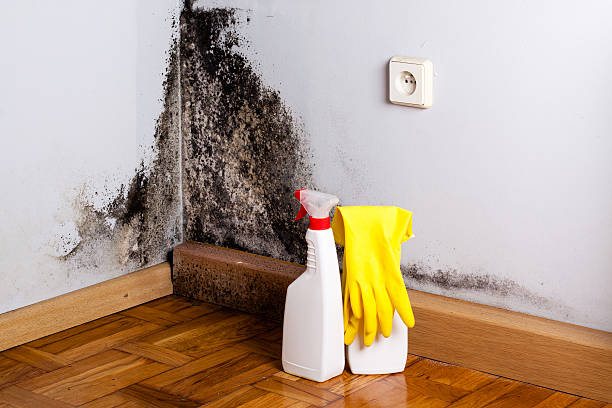 Best Black Mold Remediation in Tropical Park, FL