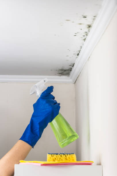 Best Commercial Mold Remediation in Tropical Park, FL